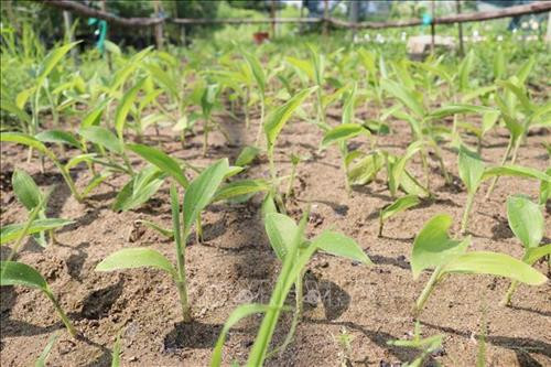 Bảo tồn đa dạng sinh học Vườn Quốc gia Phước Bình phục vụ nghiên cứu khoa học và phát triển kinh tế