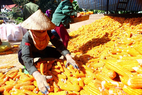 Người trồng ngô lo lắng vì giá cả bấp bênh