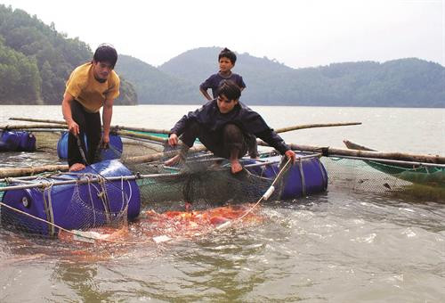 Kỹ thuật nuôi cá điêu hồng