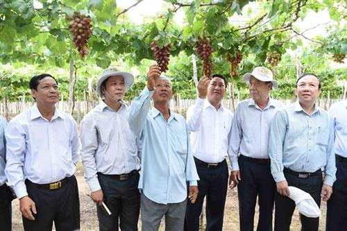Triển vọng giống nho mới NH01-152 ở Ninh Thuận