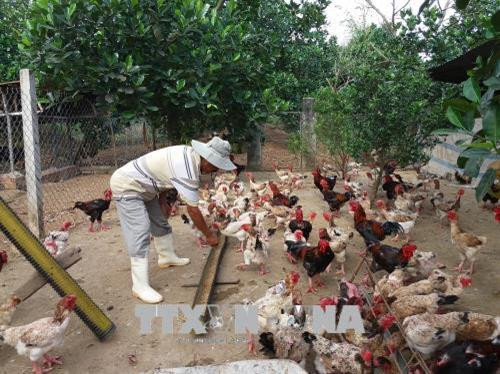 Phòng trị một số bệnh thường gặp ở ngan, vịt