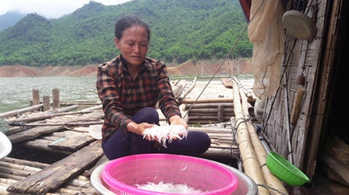 Cá ngần mỗi năm chỉ có một lần trong lòng hồ sông Đà
