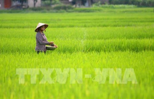 Phát triển giá trị thương hiệu lúa đặc sản Chiêm Hương