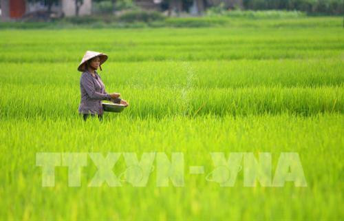 Phát triển giá trị thương hiệu lúa đặc sản Chiêm Hương