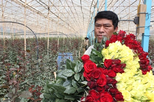 Làm giàu nhờ trồng hoa công nghệ cao