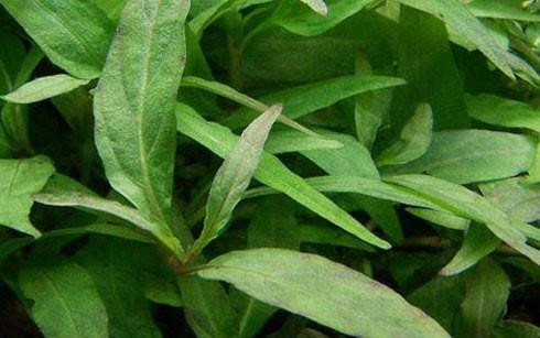 Những công dụng tuyệt vời của rau răm