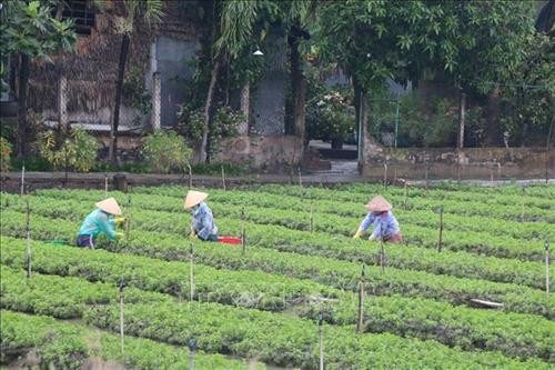 Tiền Giang khuyến khích trồng rau màu theo ngưỡng an toàn