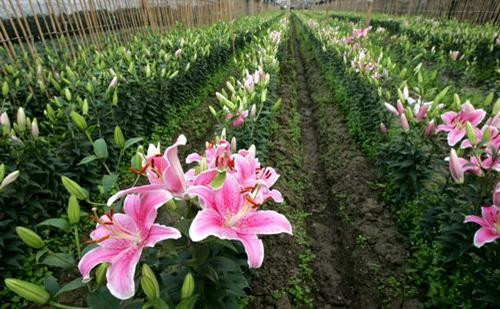 Kĩ thuật trồng hoa ly từ củ
