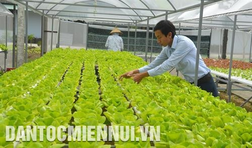 Quy trình kỹ thuật sản xuất rau thủy canh tuần hoàn