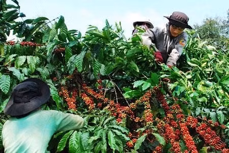 Kỹ thuật chăm sóc cà phê trong mùa mưa