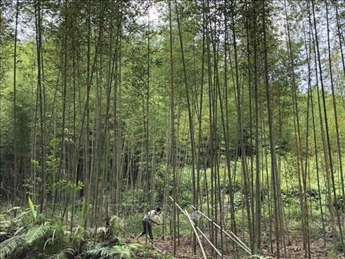 Tăng thu nhập từ trồng cây trúc ở Cao Bằng