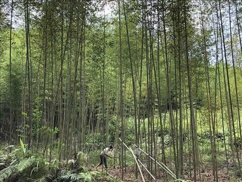 Tăng thu nhập từ trồng cây trúc ở Cao Bằng