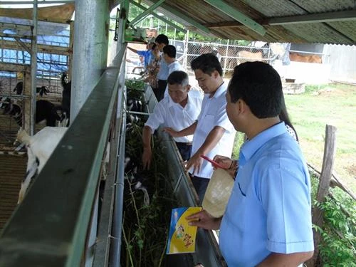 Phát triển kinh tế hộ bền vững tại Ninh Thuận