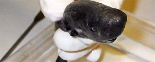 Phát hiện loài cá mập “tí hon” có thể phát sáng tại Vịnh Mexico