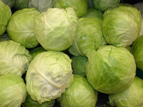 Kỹ thuật trồng và bón phân cho cây bắp cải