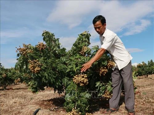 Nông nghiệp Tây Nguyên thích ứng với biến đổi khí hậu (Bài 3)