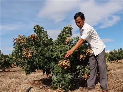 Nông nghiệp Tây Nguyên thích ứng với biến đổi khí hậu (Bài 3)