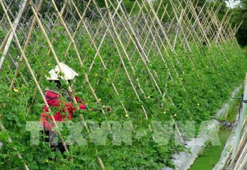 Sản xuất mướp đắng theo VietGap thu lãi gấp 4 lần so với trồng lúa