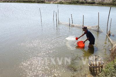 Dùng chế phẩm sinh học cho tôm - Hướng phát triển bền vững