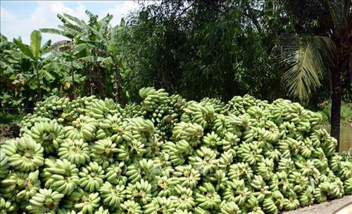 Kiên Giang chuối xiêm rớt giá mạnh