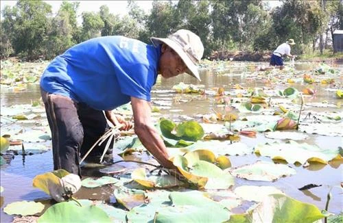 Trồng sen đem lại hiệu quả kinh tế cao ở vùng Đồng Tháp Mười