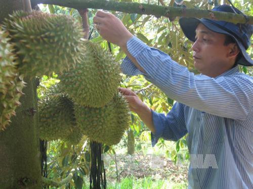 Để cây sầu riêng ra hoa nghịch (trái) vụ