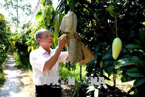 Đồng bằng sông Cửu Long và con đường phát triển nông nghiệp bền vững (Bài 2)