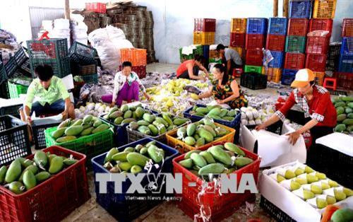 Đồng bằng sông Cửu Long và con đường phát triển nông nghiệp bền vững (Bài 3)