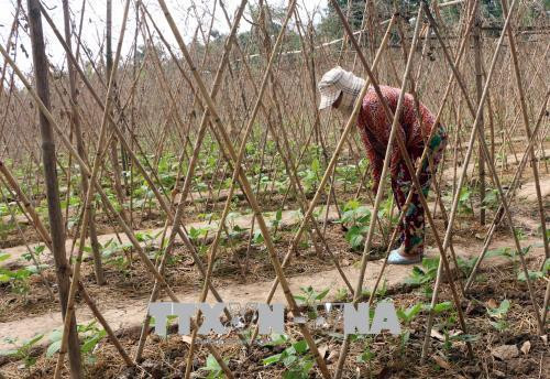 Những lưu ý khi trồng rau vụ Hè Thu