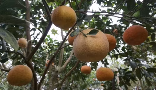 Kỹ thuật trồng cây bưởi da xanh và bưởi đỏ