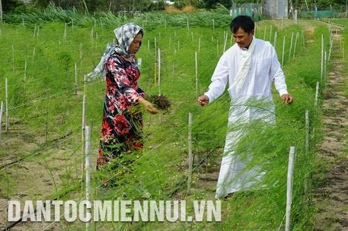 Ninh Thuận trồng măng tây xanh trên đất cát