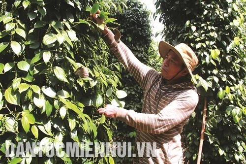 Xuân về với đồng bào dân tộc ở Cư Kuin