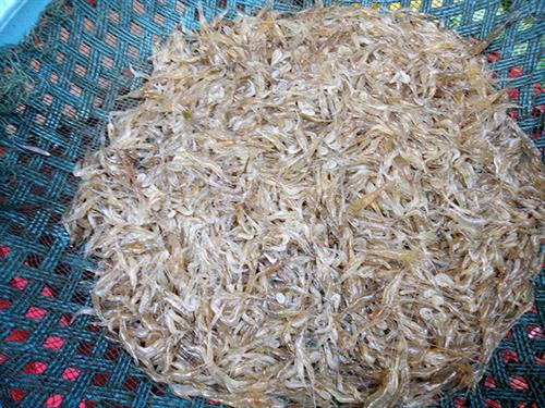 Nhút tép Lệ Thủy