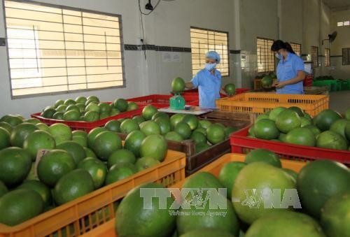Nông dân xã Bằng Luân làm giàu nhờ trồng bưởi đặc sản Đoan Hùng