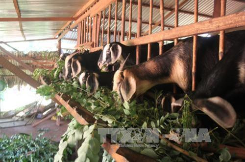 Trồng hồ tiêu kết hợp nuôi dê giúp nông dân tránh rủi ro