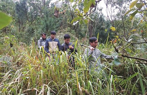 Người dân Lai Châu gắn quyền lợi với rừng