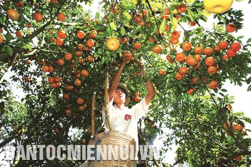 Kỹ thuật trồng và chăm sóc cây quýt hồng