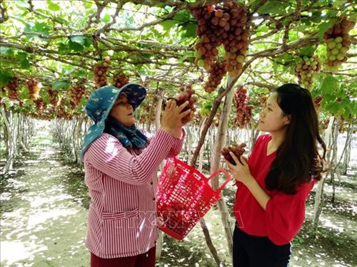 Nâng cao giá trị cây nho Ninh Thuận