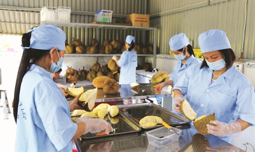 Đạ Huoai làm giàu từ cây sầu riêng