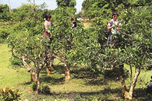 Yên Bái nâng cao giá trị cây chè vùng cao