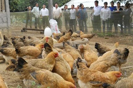 Tăng lợi nhuận nhờ sử dụng đệm lót sinh học