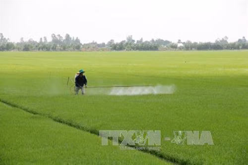 Kiên Giang cảnh báo sâu bệnh bùng phát hại lúa Đông Xuân