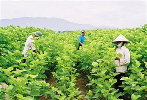 Kỹ thuật trồng dâu