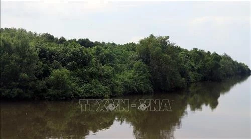 Phục hồi và phát triển rừng ngập mặn Nam Trung Bộ