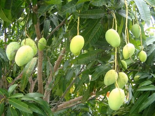 Xây dựng thương hiệu cho xoài Yên Châu