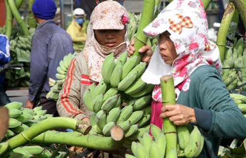 Chuối mật mốc - tên xấu nhưng hiệu quả kinh tế cao