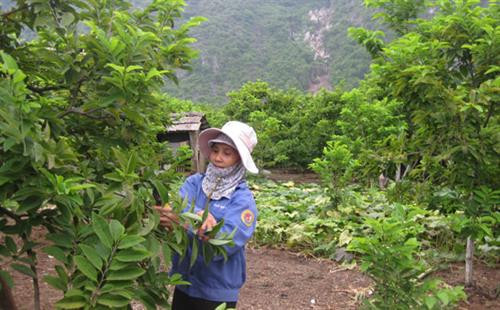 Hơn 8,6 tỷ đồng phát triển vùng trồng cây ăn quả ở huyện vùng cao Võ Nhai