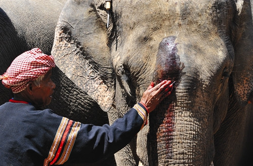 Người M’nông với tục cúng thần voi