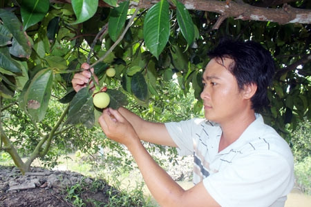 Điều khiển măng cụt ra hoa sớm