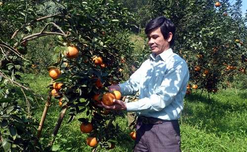 Tỷ phú cam sành Hàm Yên